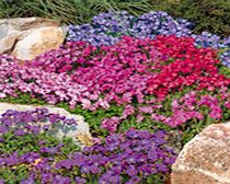 Unbranded Aubrieta Seeds - Spring Charm Mixed