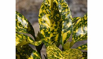 Unbranded Aucuba japonica Plant - Crotonifolia