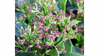 Unbranded Aucuba japonica Plant - Rozannie