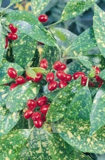 Unbranded Aucuba Variegata x 1 litre