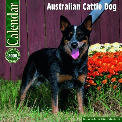 Australian Cattle Dog Calendar