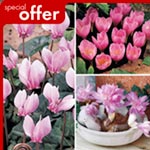Unbranded Autumn Flowering Bulbs Collection
