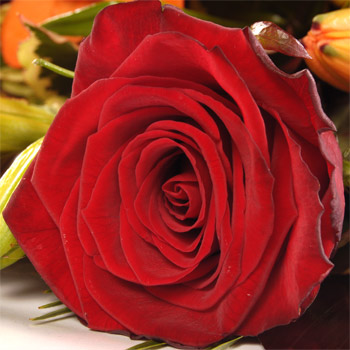 Unbranded Autumn Gift Wrap - flowers