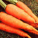 Unbranded Autumn King Improved Carrot Seeds