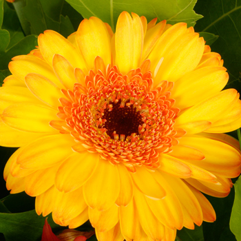 Unbranded Autumn Passion - flowers