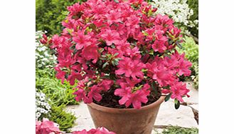 Unbranded Azalea Encore Plant - Autumn Sangria