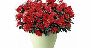 Unbranded Azalea Plant - Red