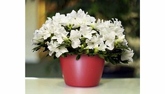 Unbranded Azalea Plant - White