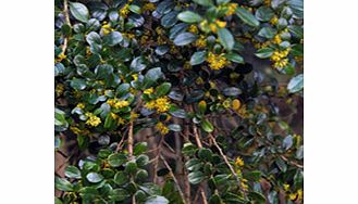 Unbranded Azara Plant - Microphylla