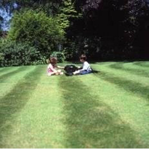 Unbranded Back Lawn ( ryegrass) 10kg