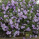 Unbranded Bacopa Double Blue Plants 401961.htm