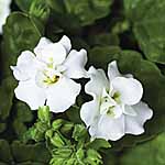 Unbranded Bacopa Double White Plants 400181.htm