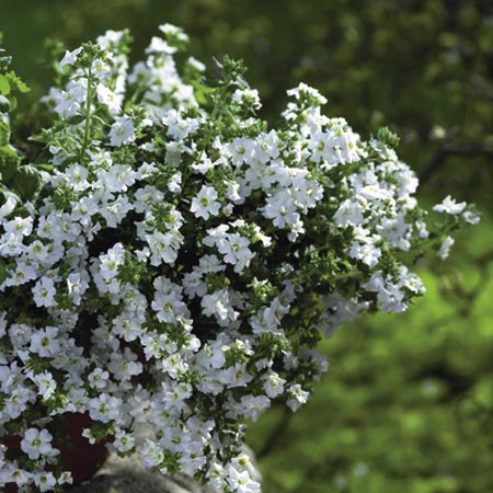Unbranded Bacopa Double White Plants Pack of 6 Pot Ready