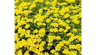 Makes a lovely teardrop-shaped basket plant smothered in bright yellow blooms. Its prolific flowering and self-cleaning so requires no dead-heading. It spreads quickly and is excellent for growing alone but also with other bedding plants. Spreading/t