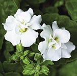 Unbranded Bacopa Twin Pack Plants - Double White and Double Blue