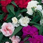 Double flowers  in shades of scarlet  rose  violet and white  are held clear of the attractive folia