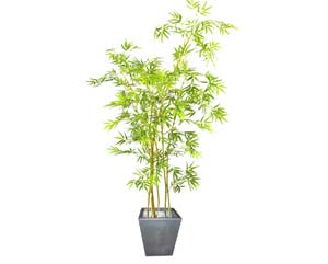Unbranded Bamboo wavy stem plant