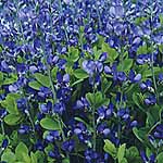 Unbranded Baptisia Australis Seeds 414554.htm
