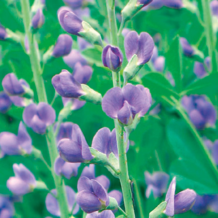 Unbranded Baptisia Purple Smoke Plants Pack of 3 Potted