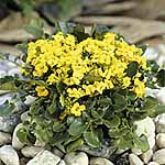 Unbranded Barbarea Rupicola Sunnyola Seeds 414534.htm