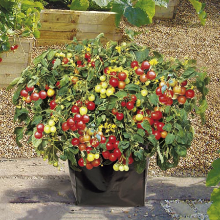 Unbranded Bargain Patio Veg Kits - Tomato F1 Tumbler Pack