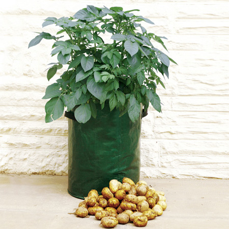 Unbranded Bargain Potato Planter Kits - Mid Season 3