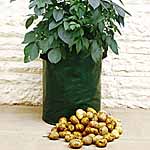 Unbranded Bargain Potato Planters plus 15 FREE potatoes