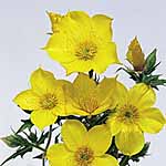 Unbranded Bartonia Aurea Seeds 414518.htm