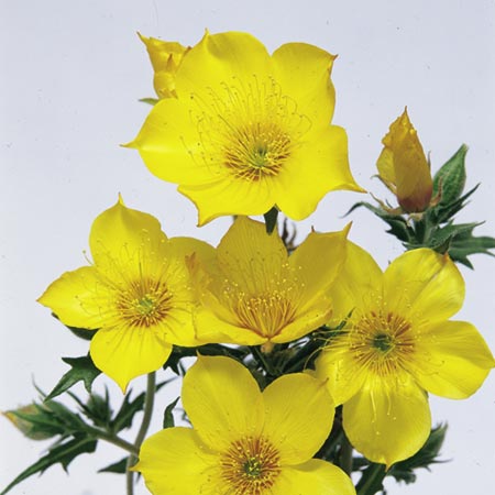 Unbranded Bartonia Aurea Seeds Average Seeds 450