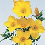 Unbranded Bartonia Aurea Seeds