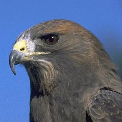 Basic Hawk Handling Course