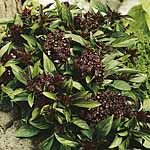 Unbranded Basil Siam Queen Plants
