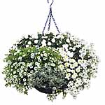 Unbranded Basket and Patio - White As Snow Collection Plants