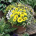 Unbranded Basket-Patio Plant Collection - Bring Me Sunshine