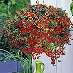 Unbranded Basket-Patio Plant Collection - Hot Hot Hot