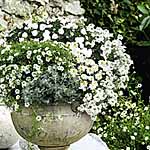 Unbranded Basket-Patio Plant Collection - White as Snow