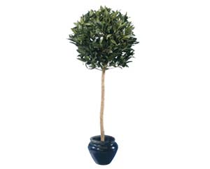 Unbranded Bay ball plant