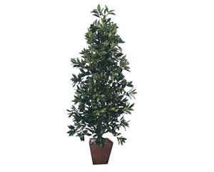 Unbranded Bay cone plant
