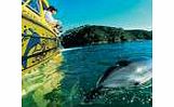 Some say that swimming with dolphins is a life-changing experience. This full day tour gives you the chance to get into the water with these amazing creatures and swim alongside as they play in their natural environment. Youll also cruise the many se