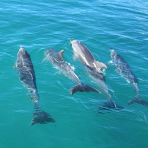 Explore the amazing Bay of Islands and swim with the playful Bottlenose dolphins that call its warm 