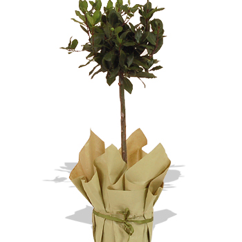 Unbranded Bay Tree - flowers