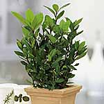Unbranded Bay Tree - LESS THAN HALF NORMAL PRICE! 453205.htm