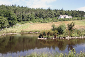 Unbranded Beagan Bothan