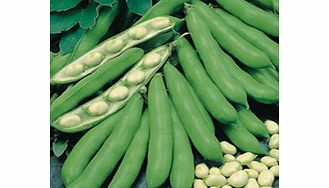 Unbranded Bean (Broad) Plants - Statissa