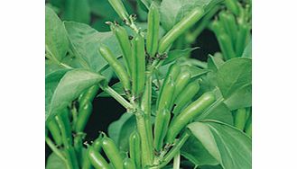 Unbranded Bean Broad Plants - The Sutton