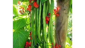 Unbranded Bean (Runner) Plants - Firestorm