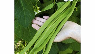 Unbranded Bean (Runner) Plants - Moonlight