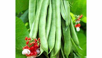Unbranded Bean (Runner) Plants - Tenderstar