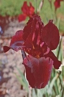 Unbranded Bearded Iris Caliente x 5 plants