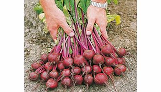 Unbranded Beetroot Action F1 Seeds